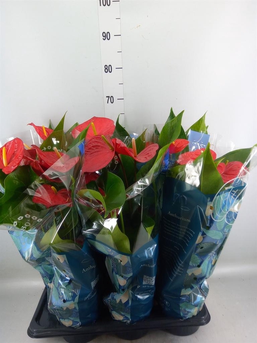 <h4>Anthurium andr. 'Karma Red'</h4>