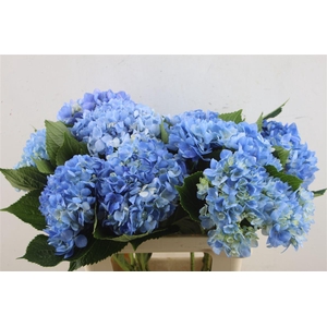 Hydr. M Dark Blue 60-17