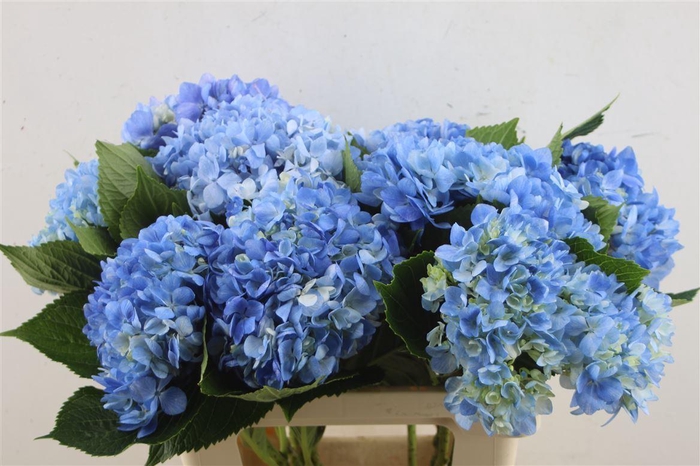 <h4>Hydr. M Dark Blue 60-17</h4>