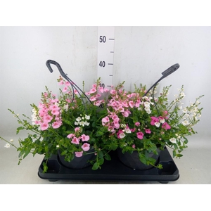 Diascia  'FlyColors'   ...mix