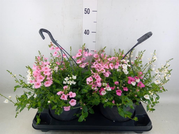 <h4>Diascia  'FlyColors'   ...mix</h4>