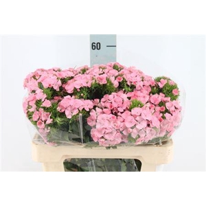 Di Barb Earl Roze 55 Cm