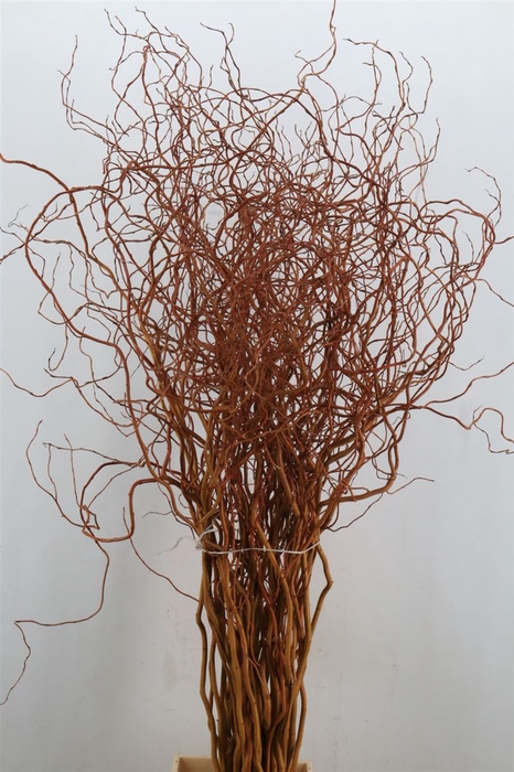 <h4>Salix Golden Curls</h4>