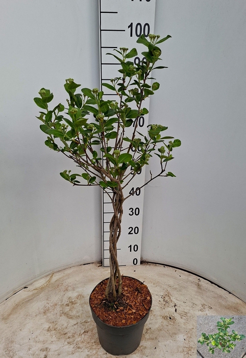 <h4>ARON PRUN VIKING</h4>