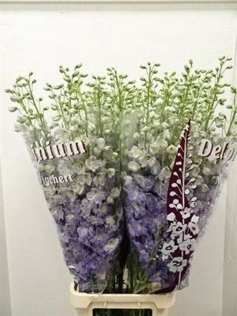 <h4>Delphinium DU 'Dewi Fame impressiv'</h4>