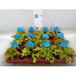 Dionaea muscipula