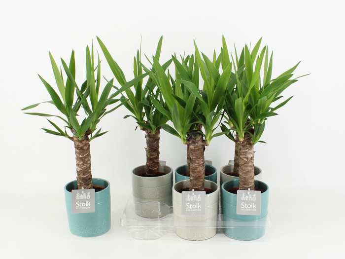 <h4>Yucca Keramiek Tess</h4>