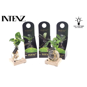 Mix in Samoa glas + LED + verpakking-levertijd 24u