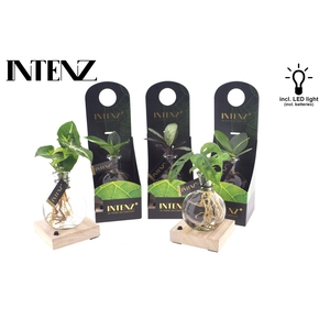 Mix in Samoa glas + LED + verpakking-levertijd 24u