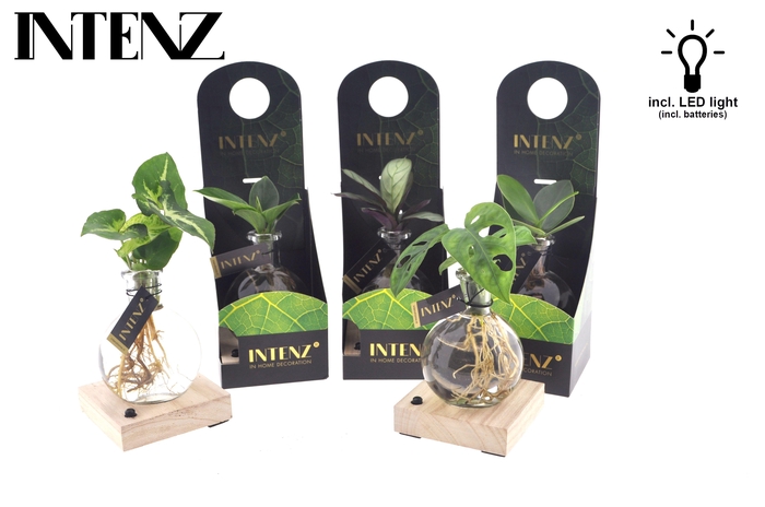 <h4>Mix in Samoa glas + LED + verpakking-levertijd 24u</h4>