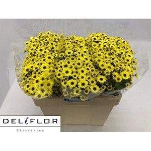 CHR SAN YIN YANG YEL