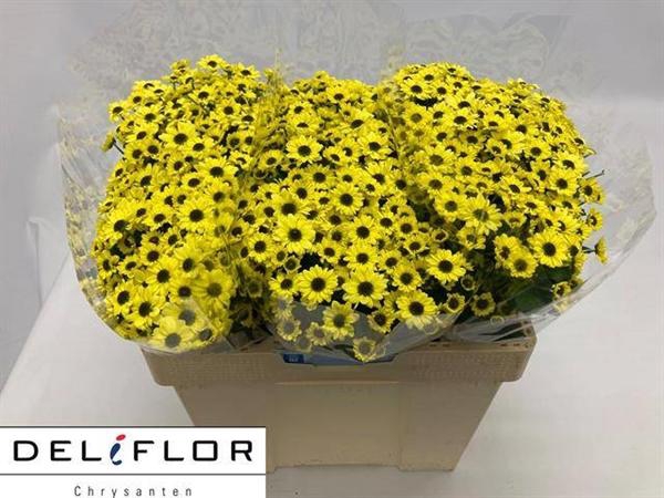 <h4>CHR SAN YIN YANG YEL</h4>