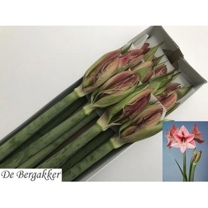 Hippeastrum Revelation