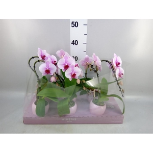 Phalaenopsis ...rose