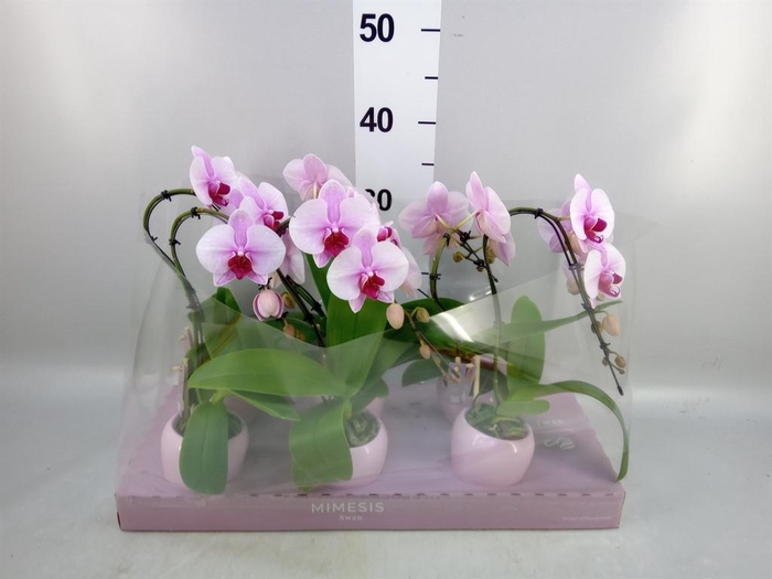<h4>Phalaenopsis ...rose</h4>