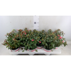 Fuchsia  'Bella Fuchsia Hilda'