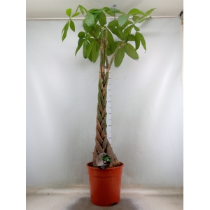 Pachira aquatica