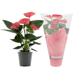 Anthurium Sweet Dream in Couture sleeve