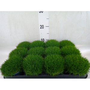 Sagina subulata