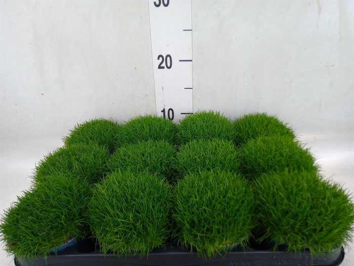 <h4>Sagina subulata</h4>