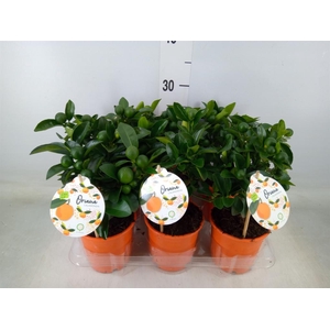 Citrofortunella mic.