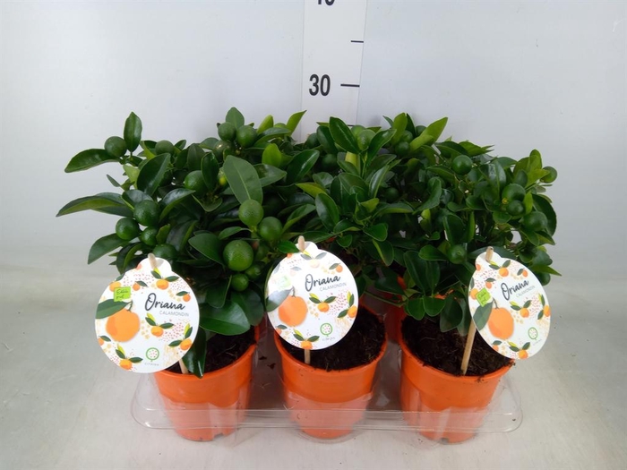 <h4>Citrofortunella mic.</h4>