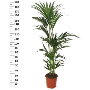 Howea Forsteriana ** 5 Stek 190cm **