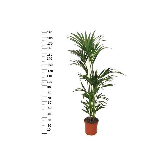 <h4>Howea Forsteriana ** 5 Stek 190cm **</h4>