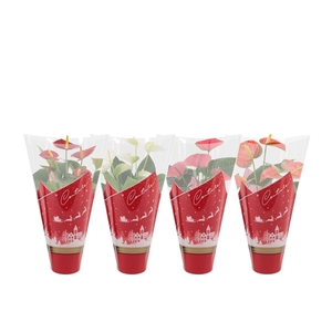 Anthurium 4 color mix in Couture Christmas sleeve