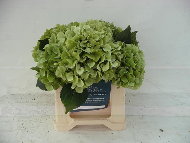 <h4>HYDR M OLD DUTCH CL</h4>