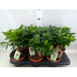 Ficus microcarpa 'Ginseng'