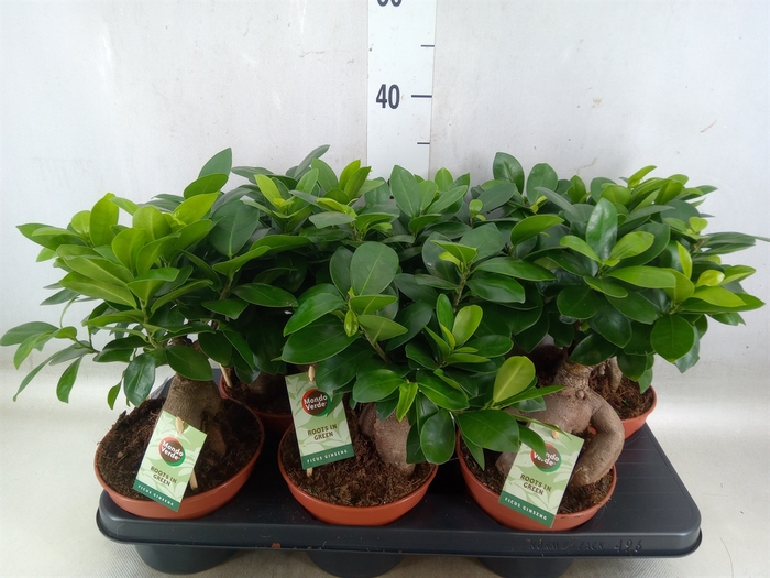 <h4>Ficus microcarpa 'Ginseng'</h4>