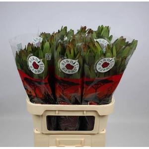 LEUCAD SAF GOLDSTRIK