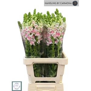 ANTIRRHINUM 'OPUS APPLEBLOSS'