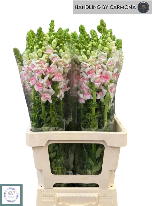 <h4>ANTIRRHINUM 'OPUS APPLEBLOSS'</h4>