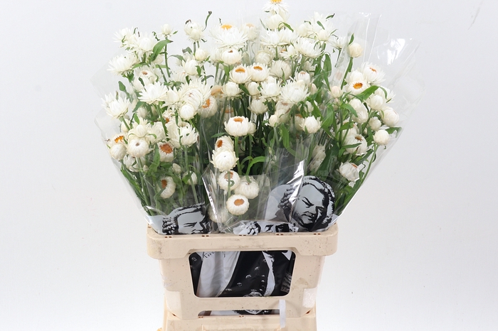 <h4>Helichrysum Ov</h4>