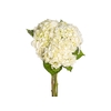 HORTENSIA BRANCA