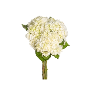 HORTENSIA BRANCA 050 CM