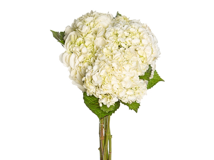 HORTENSIA BRANCA 060 CM