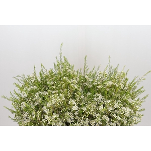 Chamelaucium Ofir