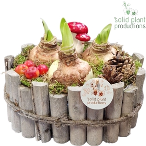 AH004 Amaryllis Bologna Large Grey
