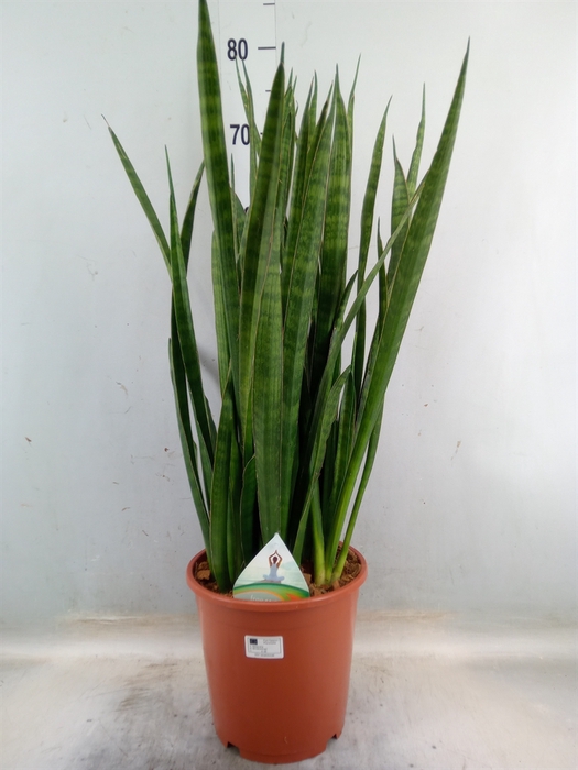 <h4>Sansevieria zeylanica 'Greenline'</h4>