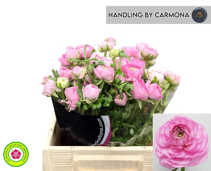 <h4>RAN EL PINK</h4>