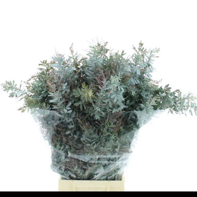 <h4>ACACIA BL B PURP BS</h4>