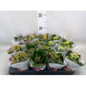 Kalanchoe blos. 'RoyalDon'   ..mix