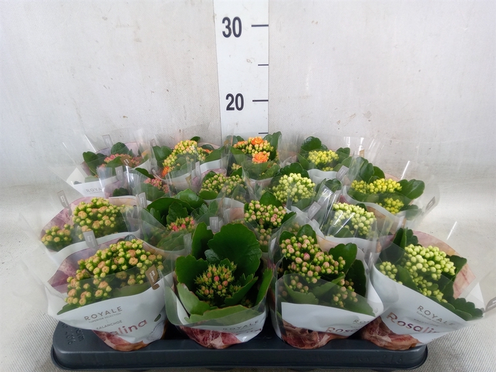<h4>Kalanchoe blos. 'RoyalDon'   ..mix</h4>
