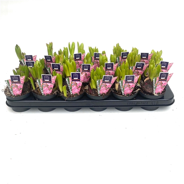 <h4>9 cm ROZE Hyacint Multiflora</h4>