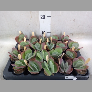 Kalanchoe NF thyrsiflora