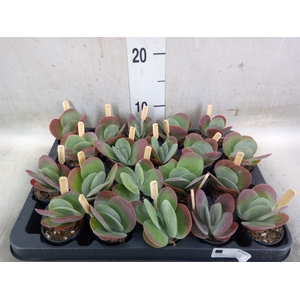 Kalanchoe NF thyrsiflora