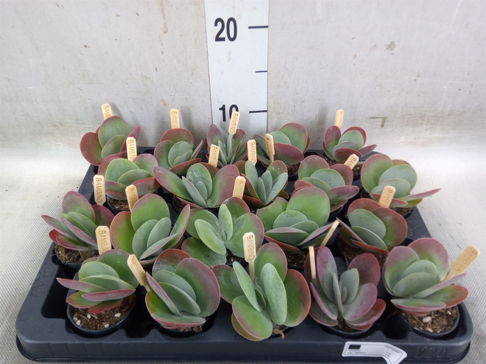 <h4>Kalanchoe NF thyrsiflora</h4>